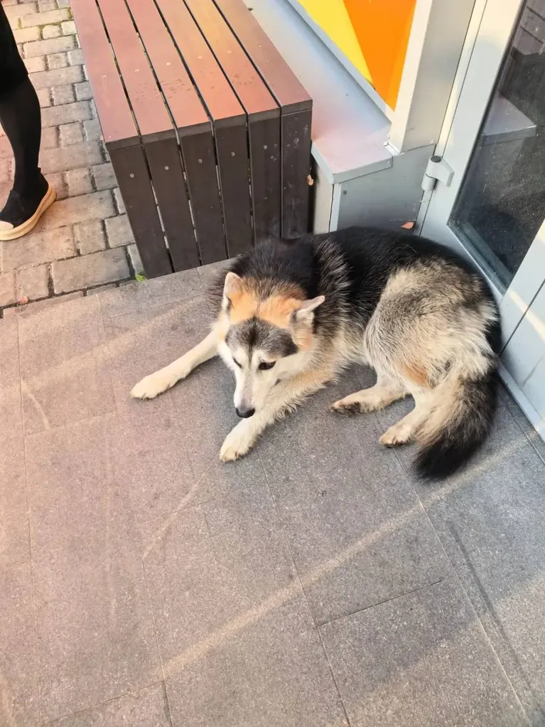 Found dog, метис in Domodedovo — identification photo, lost & found pet database Pathfinder