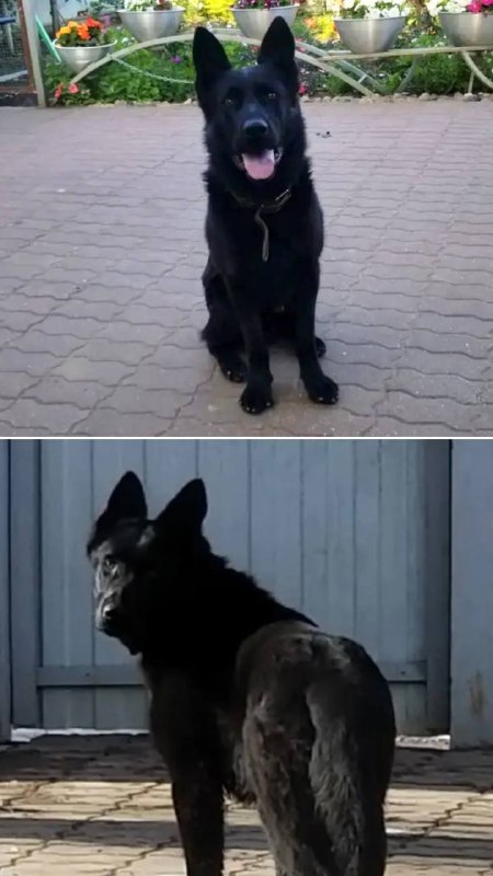 Lost black dog in Lyubertsy — identification photo, lost & found pet database Pathfinder