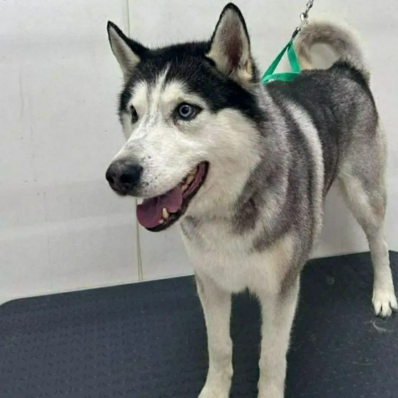 Lost white dog, хаски in Berezovskiy — identification photo, lost & found pet database Pathfinder