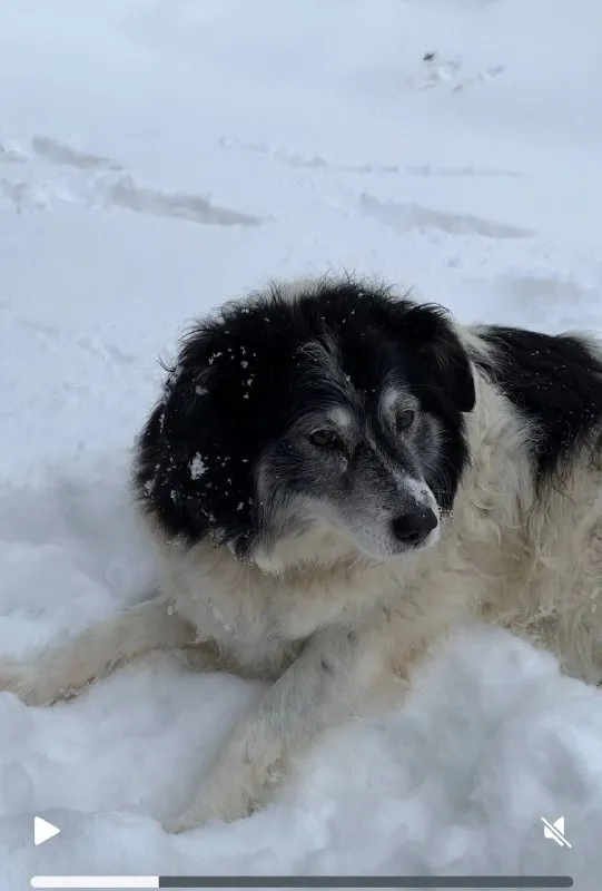 Lost white dog in Eremino — identification photo, lost & found pet database Pathfinder