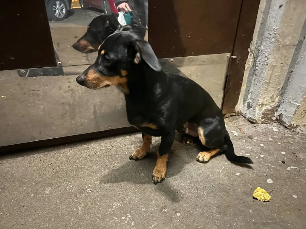 Found dog, помесь таксы in Moscow — identification photo, lost & found pet database Pathfinder