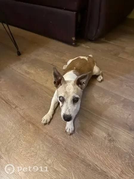 Lost white dog, джек рассел in Pushkino — identification photo, lost & found pet database Pathfinder