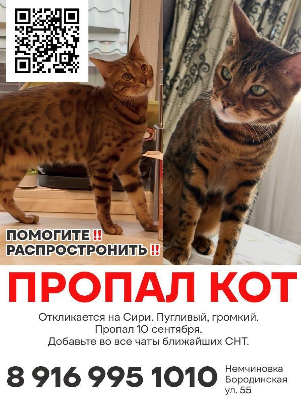Lost brown cat, бенгал in Nemchinovka — identification photo, lost & found pet database Pathfinder