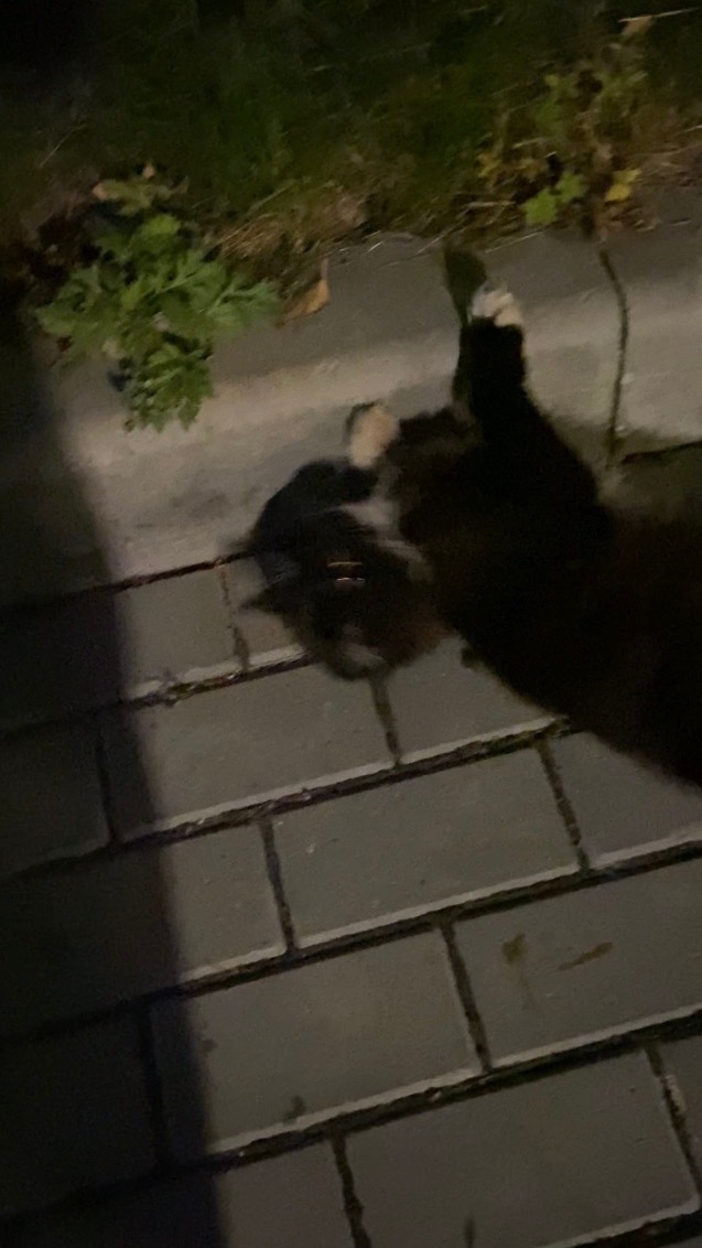 Found black cat in Novosibirsk — identification photo, lost & found pet database Pathfinder