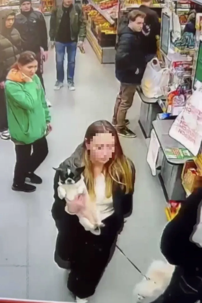 Lost dog, чихуахуа in Moscow — identification photo, lost & found pet database Pathfinder
