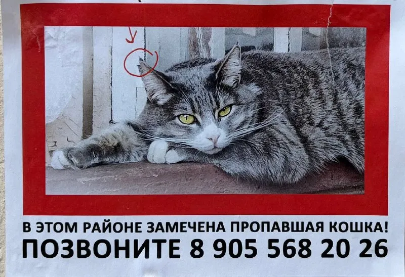 Lost white cat in Udelnaya — identification photo, lost & found pet database Pathfinder