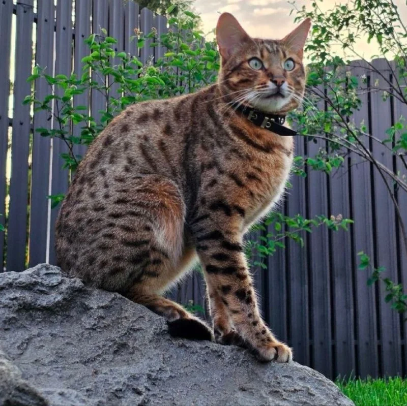 Lost cream cat in Saint Petersburg — identification photo, lost & found pet database Pathfinder