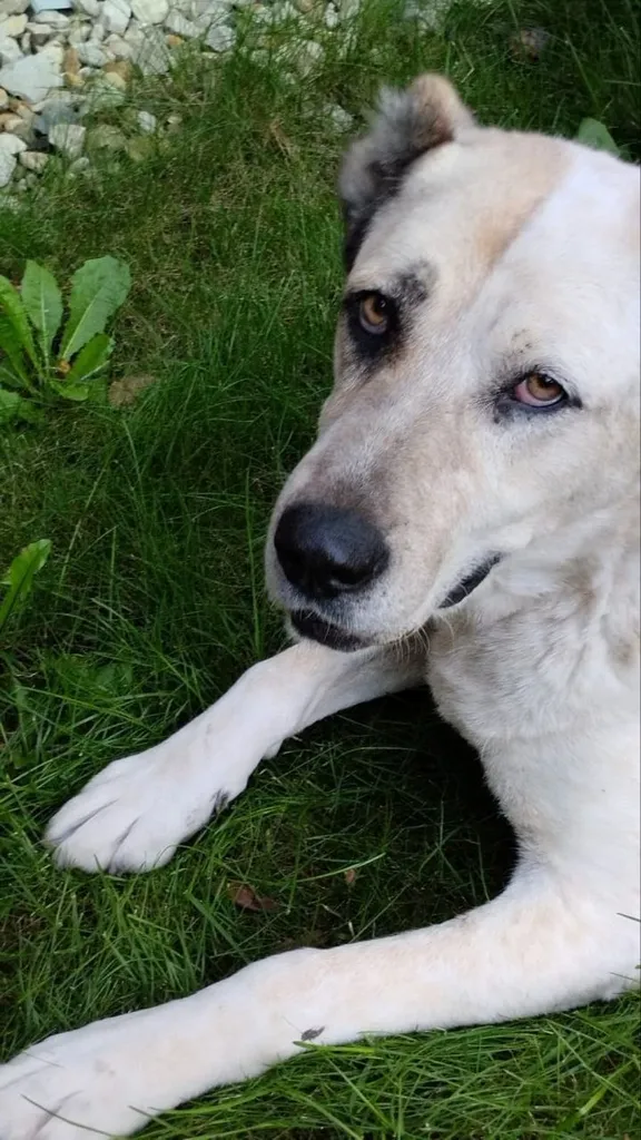 Lost dog, алабай in Naro Fominsk — identification photo, lost & found pet database Pathfinder