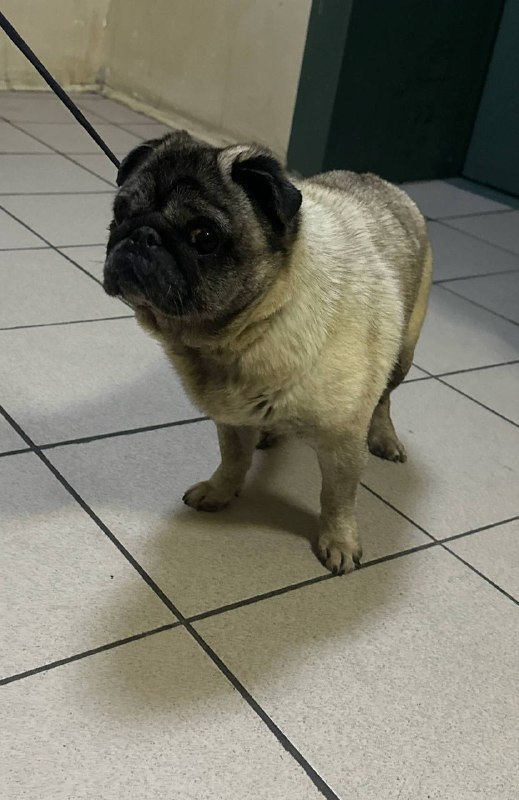 Found fawn dog, мопс in Mytishchi — identification photo, lost & found pet database Pathfinder