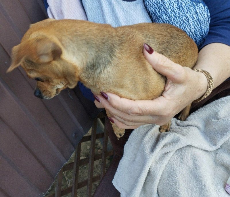 Found dog in Volgograd — identification photo, lost & found pet database Pathfinder
