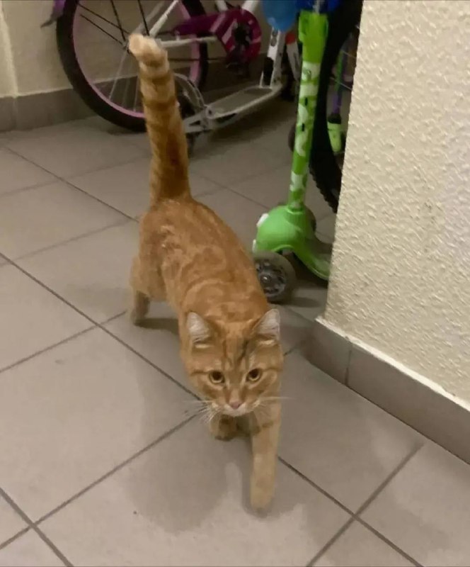 Found ginger cat in Yekaterinburg — identification photo, lost & found pet database Pathfinder