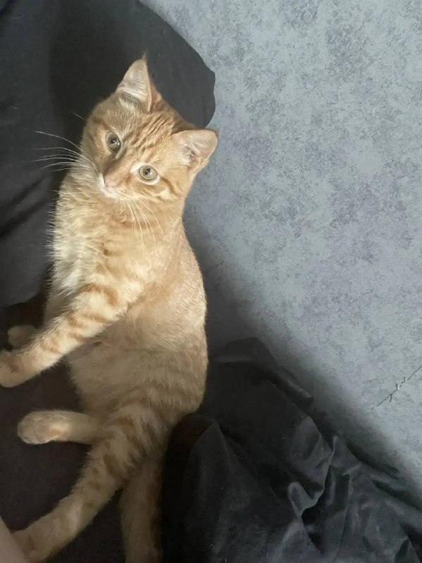 Lost cream cat in Reshety — identification photo, lost & found pet database Pathfinder