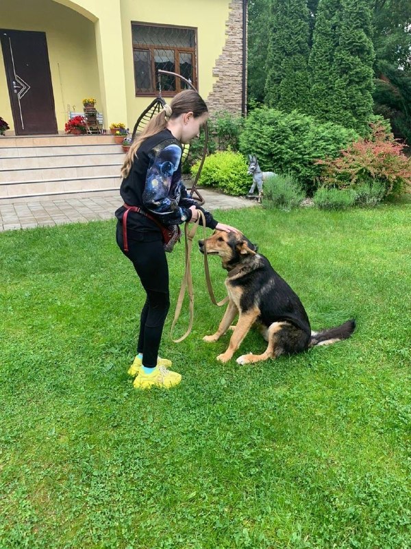 Lost cream dog, беспородный in Tomilino — identification photo, lost & found pet database Pathfinder