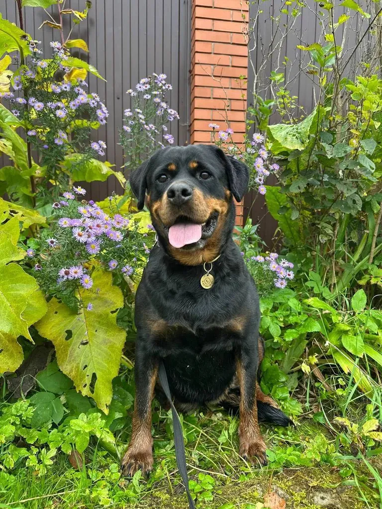 Lost dog, ротвейлер in Serpukhov — identification photo, lost & found pet database Pathfinder