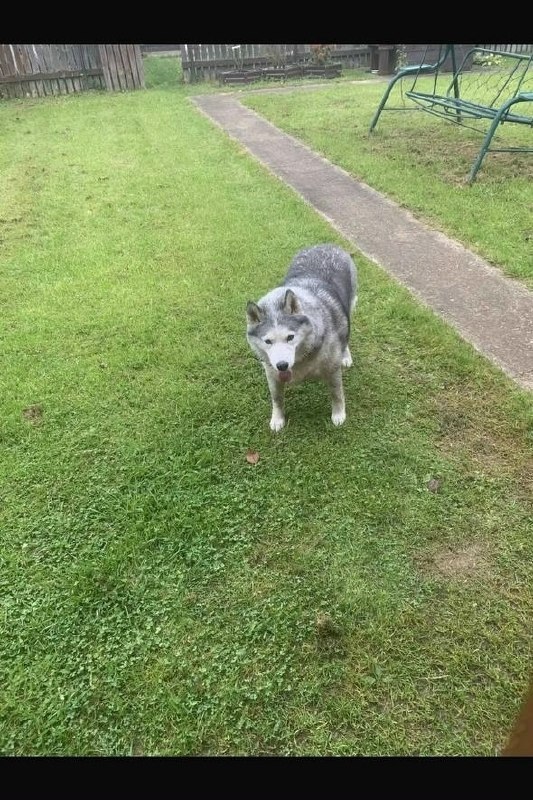 Found white dog, хаски in Odintsovo — identification photo, lost & found pet database Pathfinder