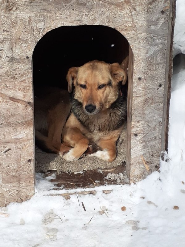 Lost fawn dog in Pavlovskoe — identification photo, lost & found pet database Pathfinder