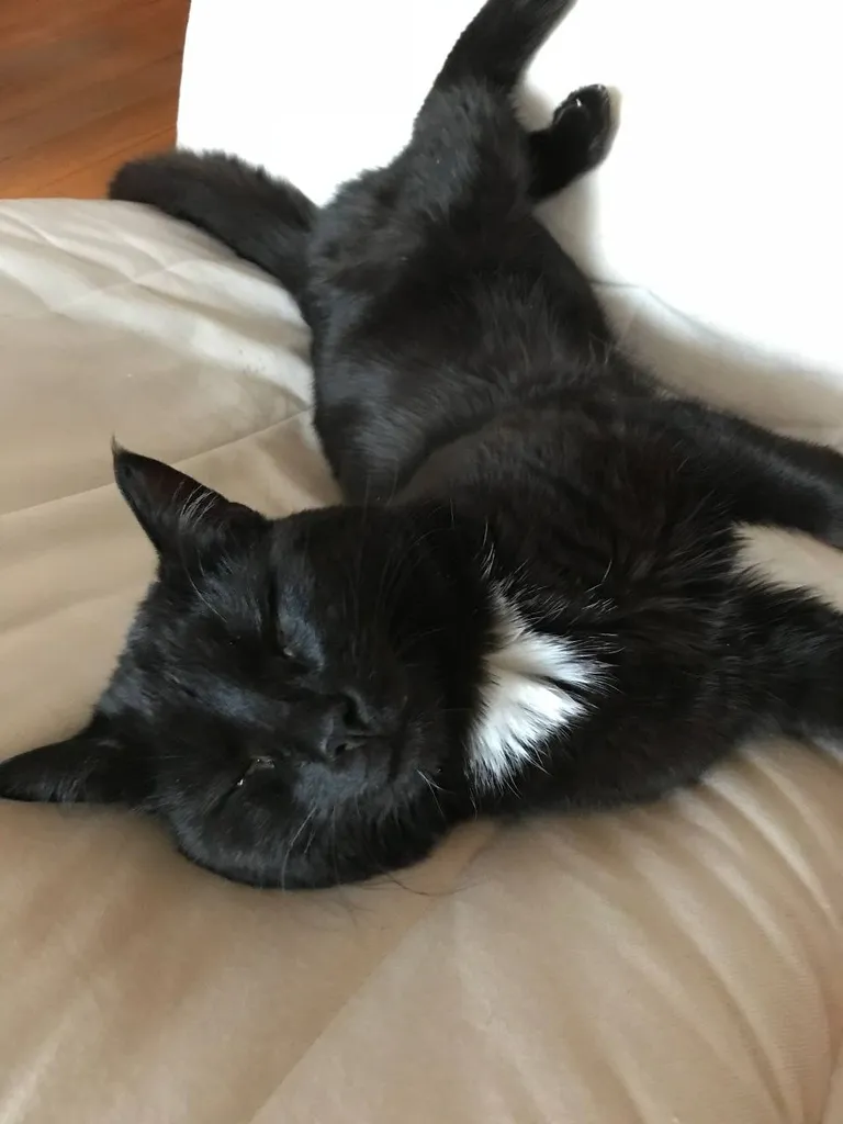 Lost cat in Nakhabino — identification photo, lost & found pet database Pathfinder
