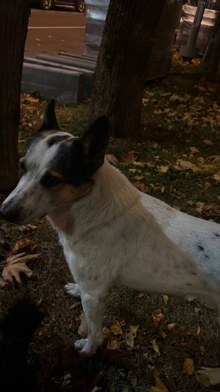 Found white dog in Kokoshkino — identification photo, lost & found pet database Pathfinder