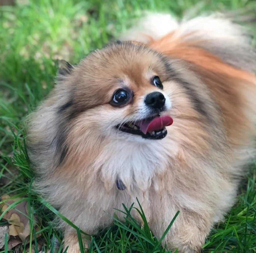 Lost dog, померанский шпиц in Lyubertsy — identification photo, lost & found pet database Pathfinder
