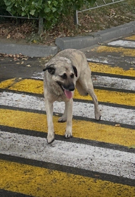 Lost dog in Volgograd — identification photo, lost & found pet database Pathfinder
