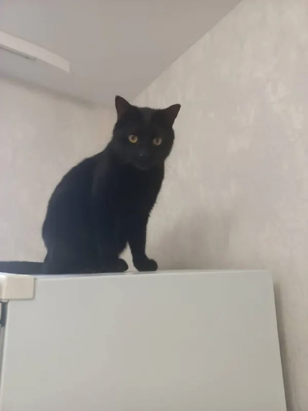 Lost black cat in Dedovsk — identification photo, lost & found pet database Pathfinder