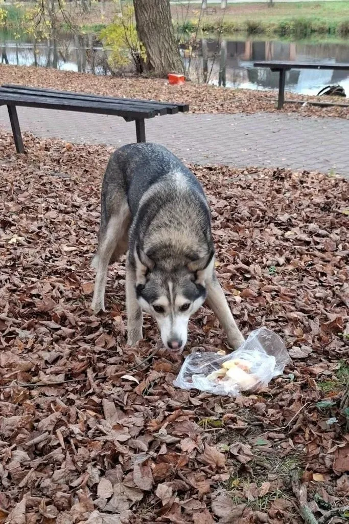 Found dog, хаски in Chekhov — identification photo, lost & found pet database Pathfinder