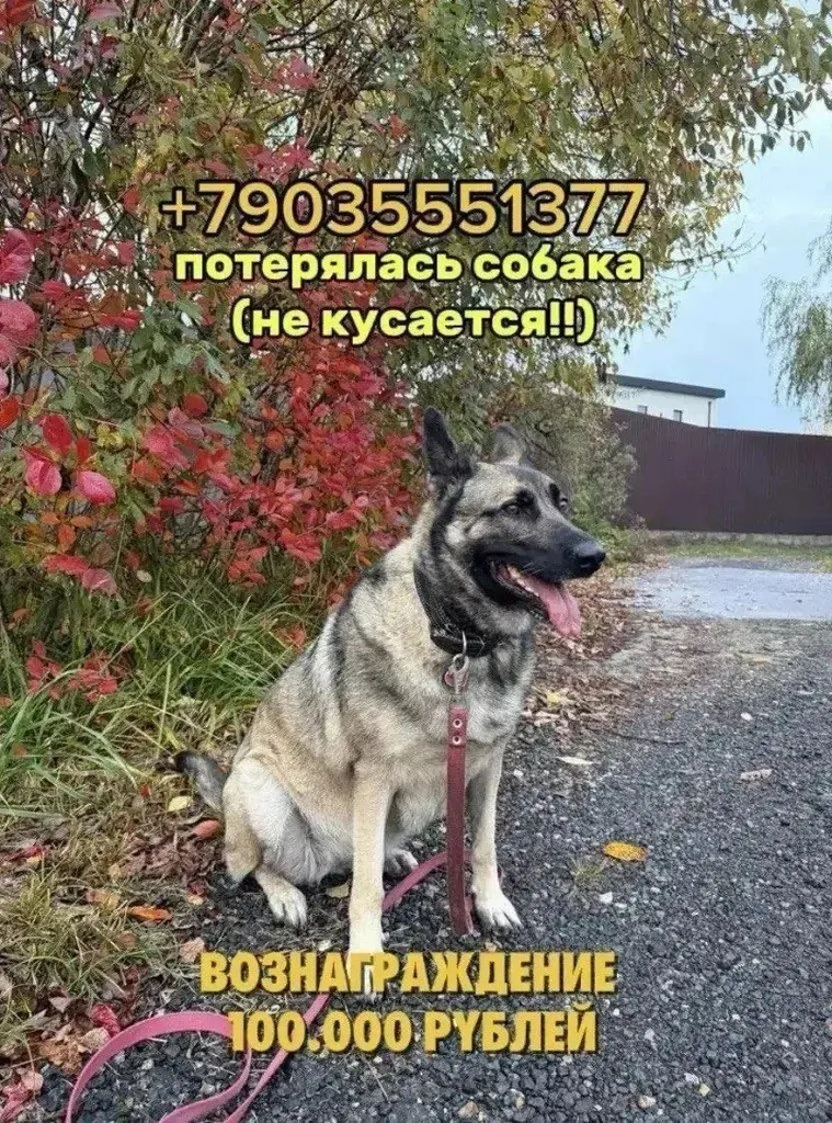 Lost dog, метис овчарки in Glagolevo — identification photo, lost & found pet database Pathfinder