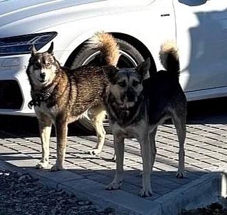 Found brown dog in Sysertskiy Rayon — identification photo, lost & found pet database Pathfinder