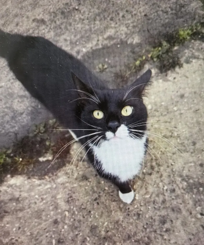 Found cat in Losino Petrovskiy — identification photo, lost & found pet database Pathfinder