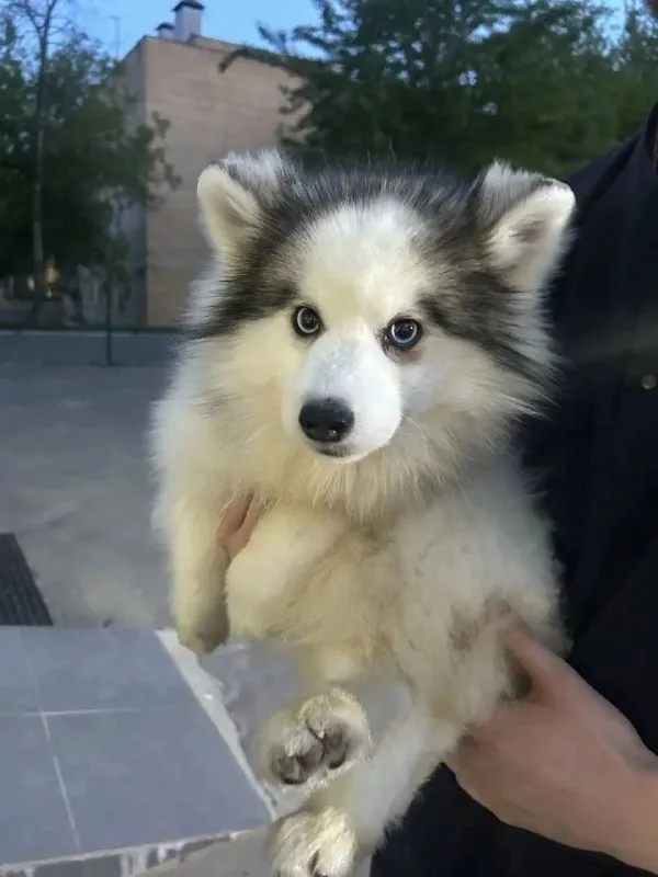 Lost white dog, помски in Kashirskaya — identification photo, lost & found pet database Pathfinder