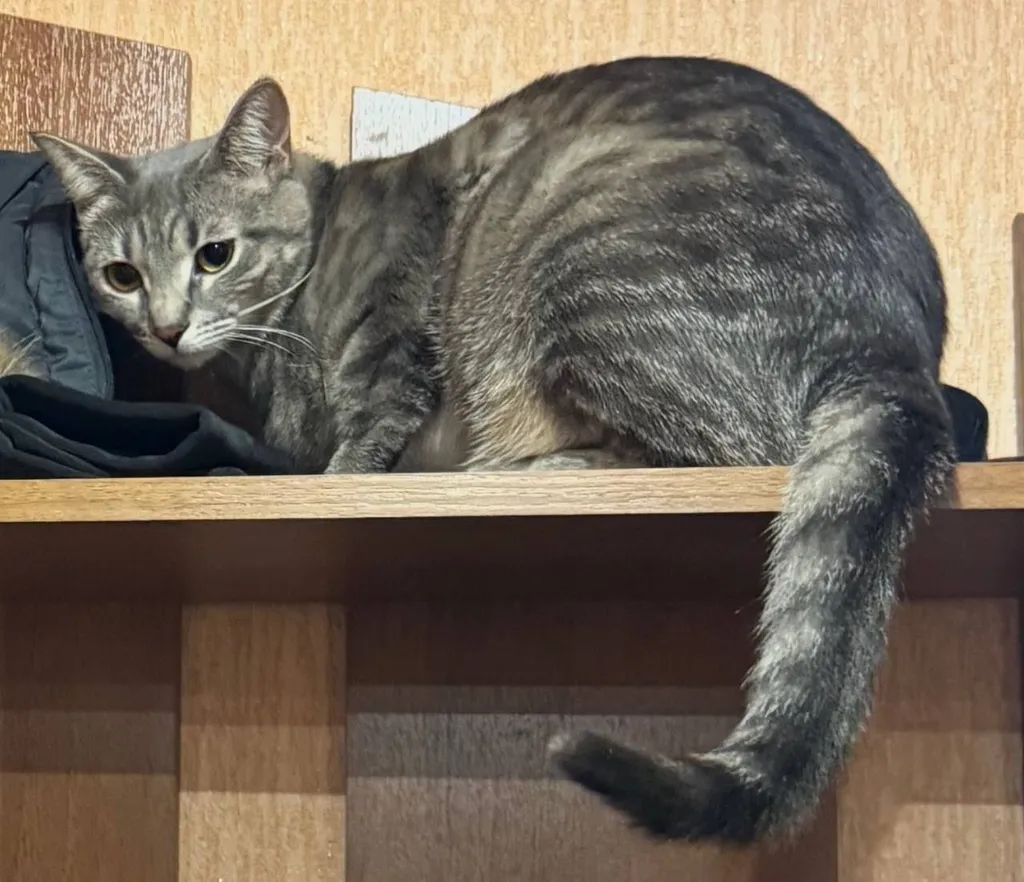 Lost cat, дворняжка in Moscow — identification photo, lost & found pet database Pathfinder