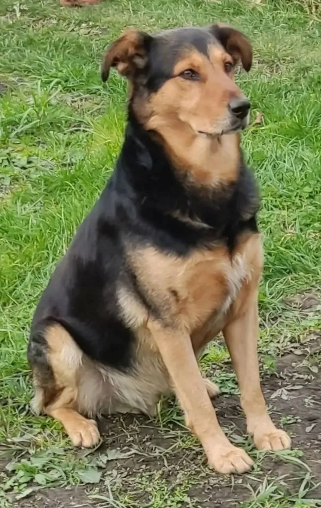 Lost dog in Molodi — identification photo, lost & found pet database Pathfinder