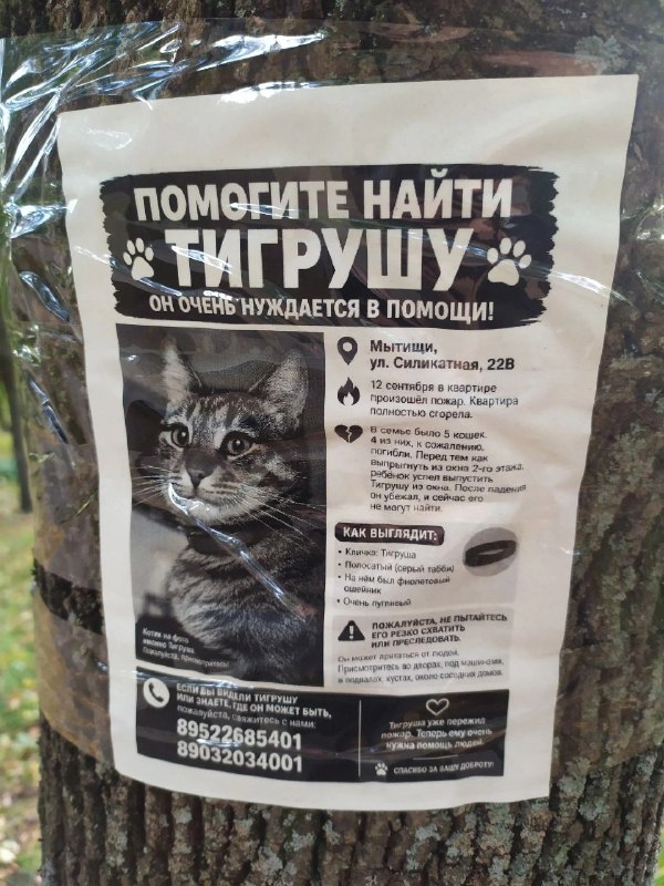 Lost cat in Mytishchi — identification photo, lost & found pet database Pathfinder