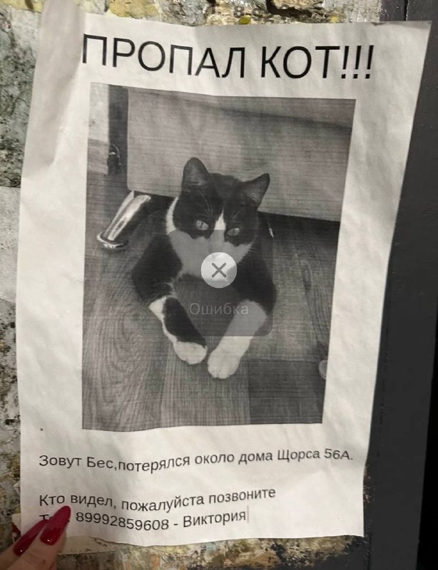 Lost black cat in Yekaterinburg — identification photo, lost & found pet database Pathfinder
