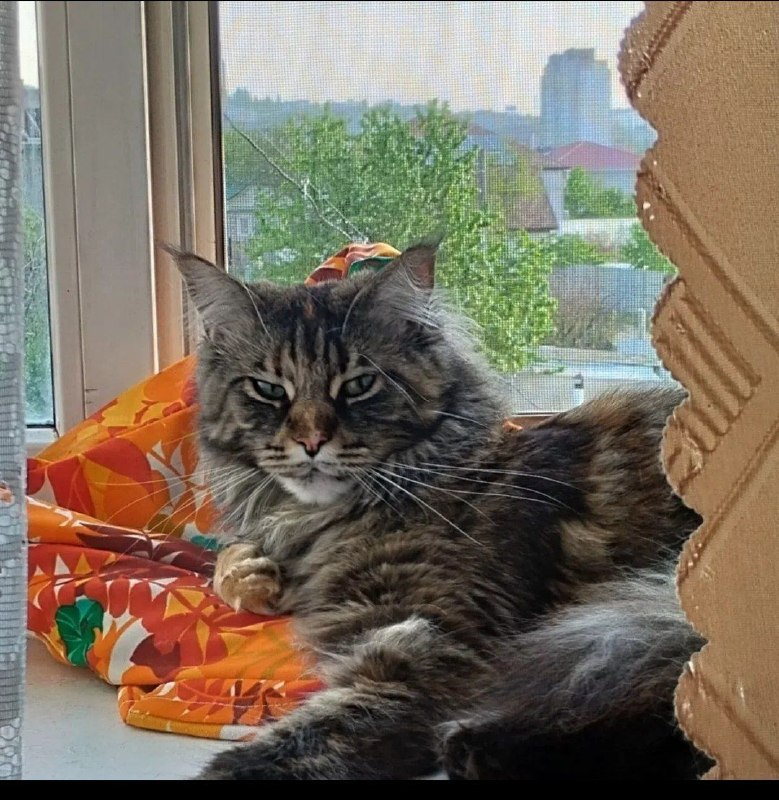 Lost brown cat, метис мейкуна in Volgograd — identification photo, lost & found pet database Pathfinder