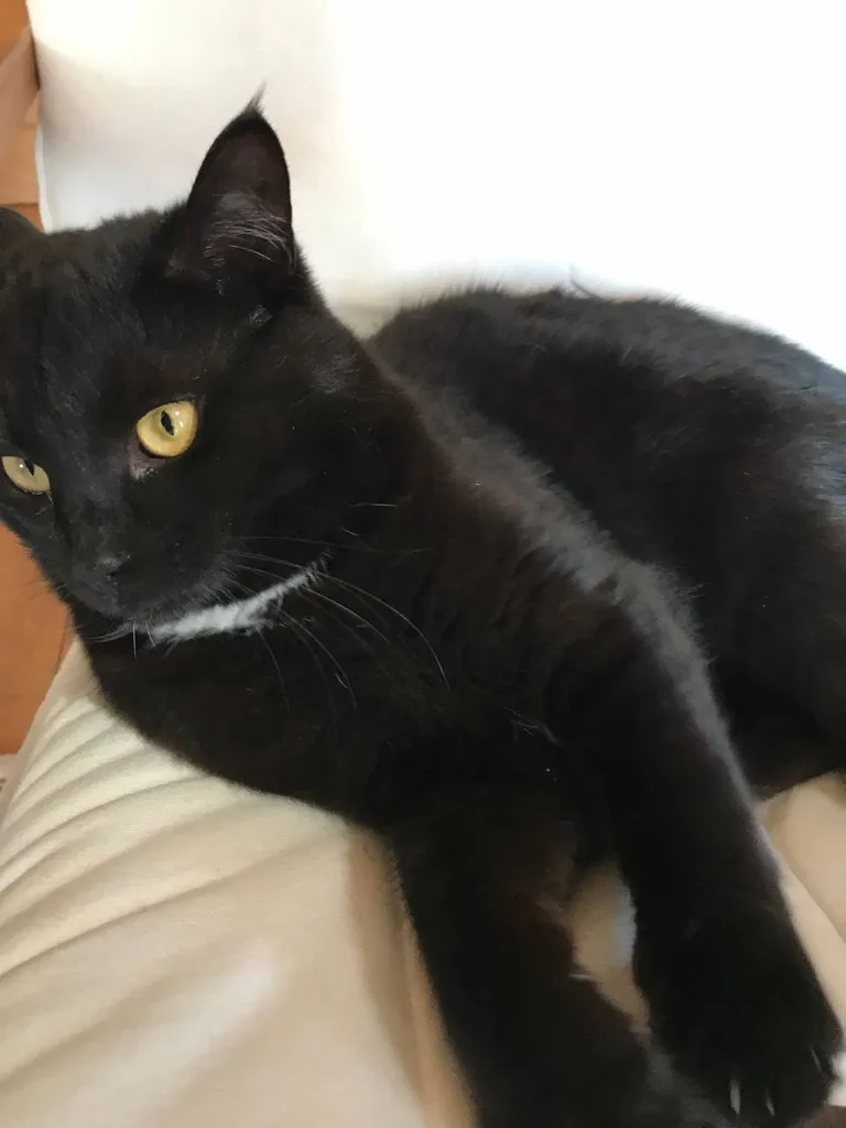 Lost cat in Nakhabino — identification photo, lost & found pet database Pathfinder