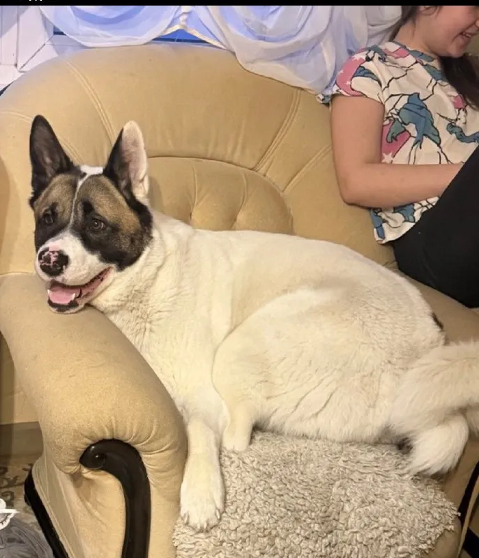 Lost white dog in Kety — identification photo, lost & found pet database Pathfinder