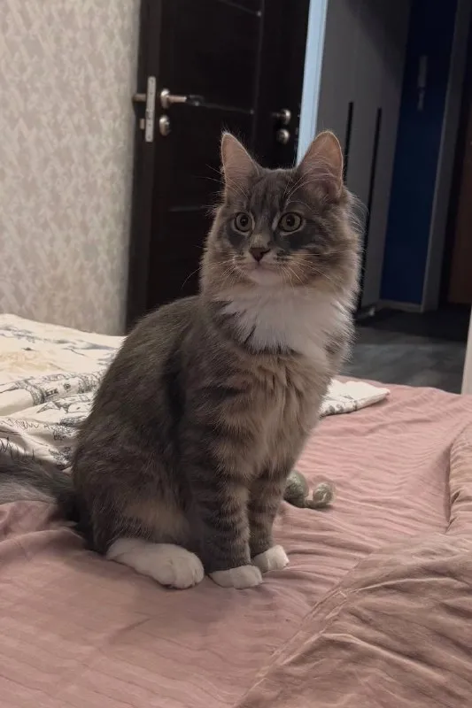Lost white cat in Bobrovskiy — identification photo, lost & found pet database Pathfinder