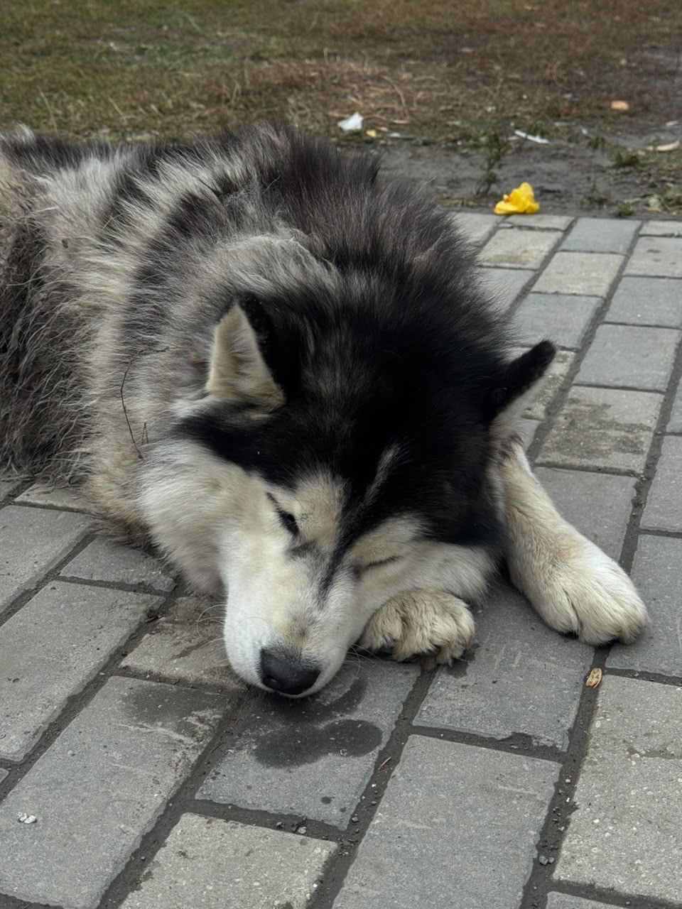 Found gray dog in Novosibirsk — identification photo, lost & found pet database Pathfinder
