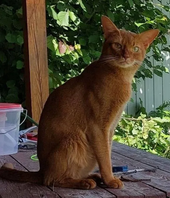 Lost brown cat, абиссинская in Pos Vorovskogo — identification photo, lost & found pet database Pathfinder