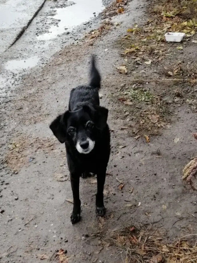 Found black pet in Novosibirsk — identification photo, lost & found pet database Pathfinder