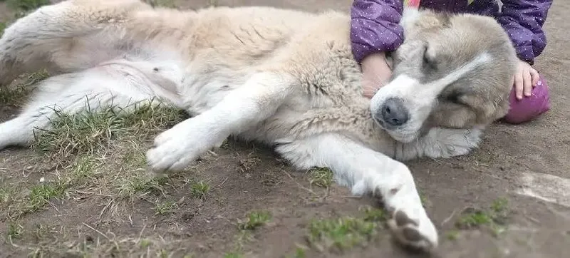 Lost dog, алабай in Malakhovka — identification photo, lost & found pet database Pathfinder