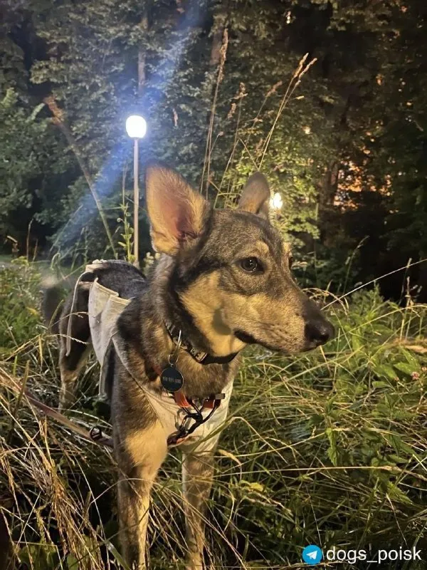 Lost cream dog, метис in Kommunarka — identification photo, lost & found pet database Pathfinder