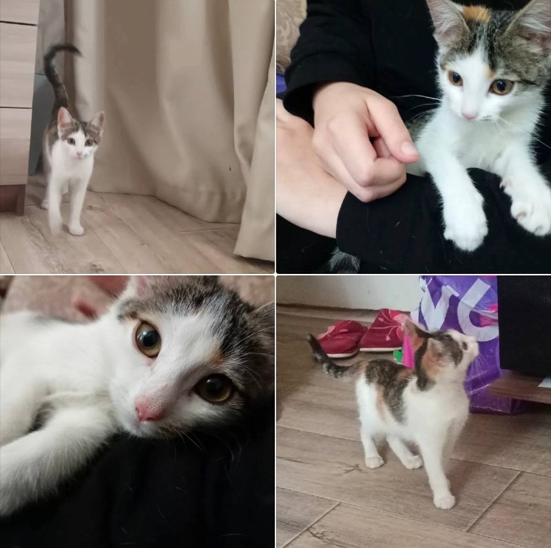Adoptable cat in Volgograd — identification photo, lost & found pet database Pathfinder