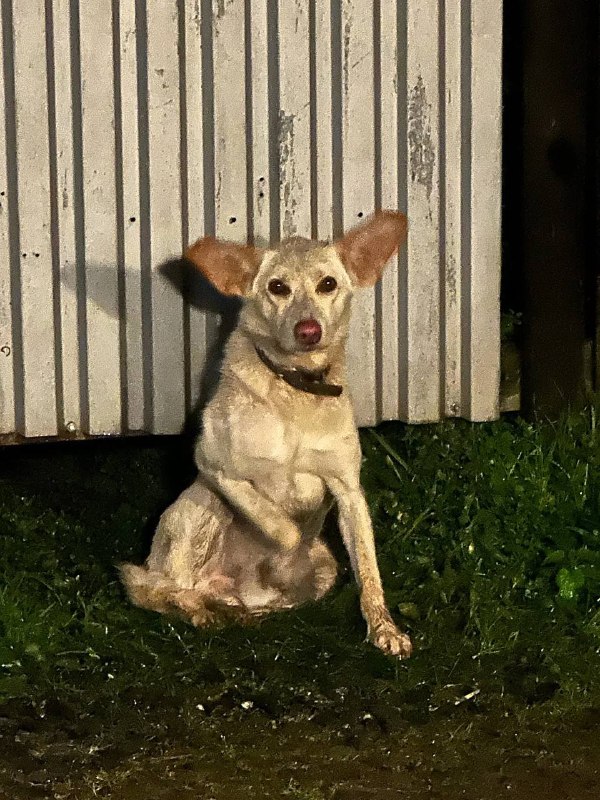 Found cream dog in Bolshoy Istok — identification photo, lost & found pet database Pathfinder