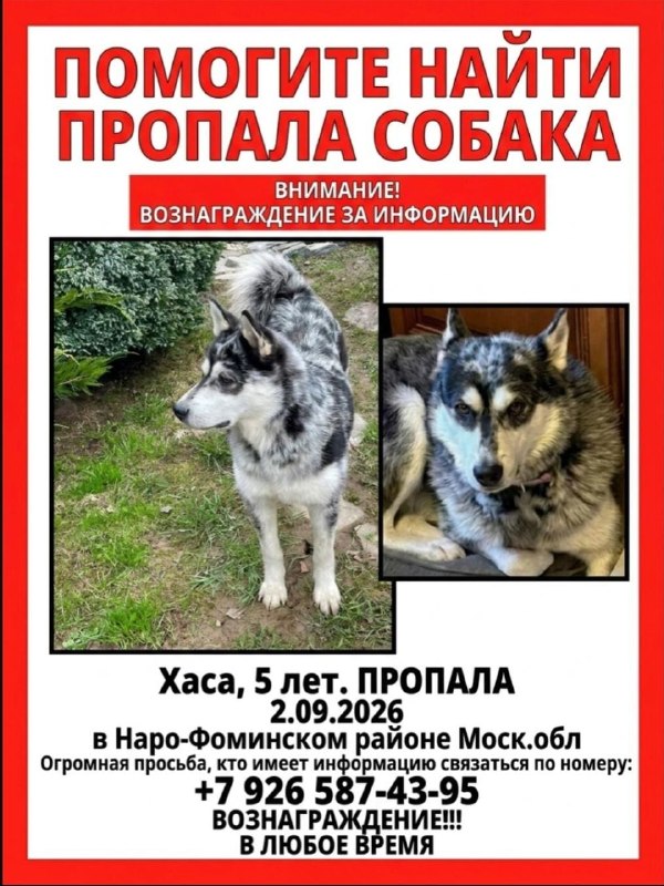 Lost white dog, лайка in Naro Fominskiy Rayon — identification photo, lost & found pet database Pathfinder