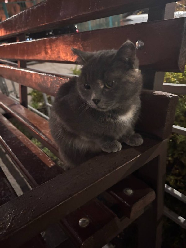 Found cat in Omsk — identification photo, lost & found pet database Pathfinder