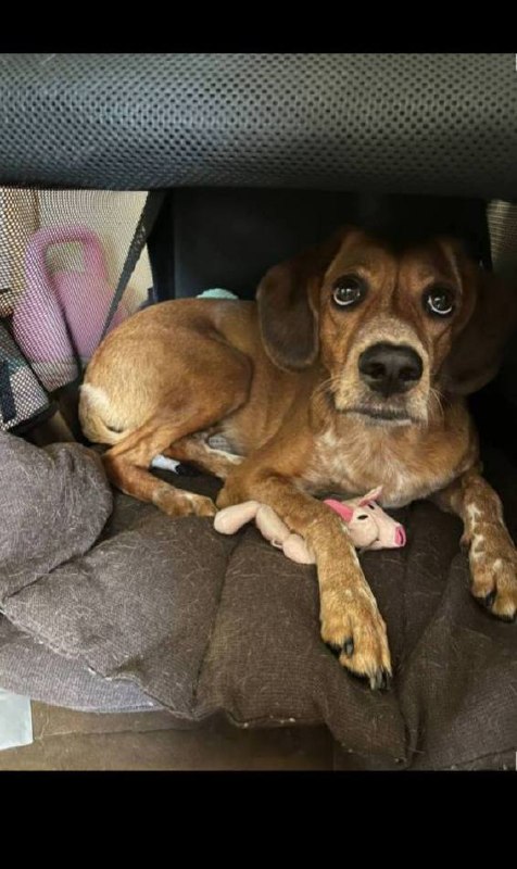 Lost ginger dog in Krasnogorsk — identification photo, lost & found pet database Pathfinder