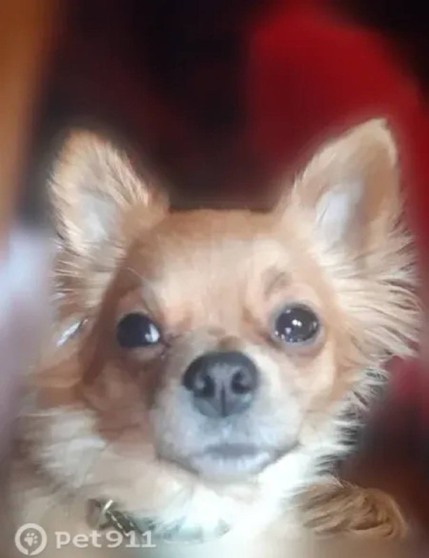 Lost silver dog, чихуахуа in Ramenskoe — identification photo, lost & found pet database Pathfinder