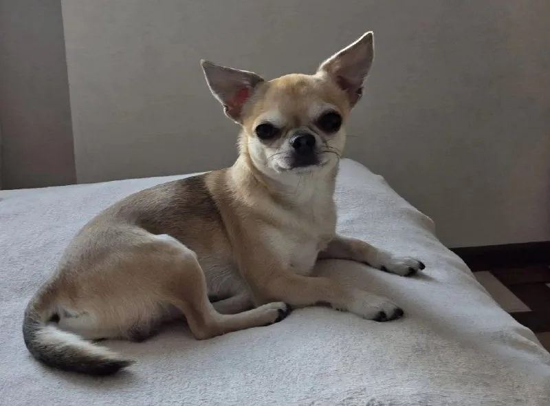 Lost fawn dog, чихуахуа in Volzhskiy — identification photo, lost & found pet database Pathfinder